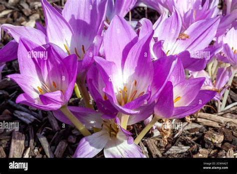 Colchicum Autumnale Waterlily An Autumn Fall Flower Bulb Plant