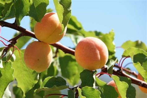 Dwarf fruit trees feijoas figs hybrid stonefruit nashi nectarines view all; The Blenheim Apricot Tree: Growing, Care, And Fruit ...