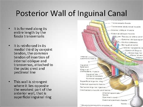Inguinal And Femoral Hernia Anatomy Anatomy Structure Porn Sex Picture