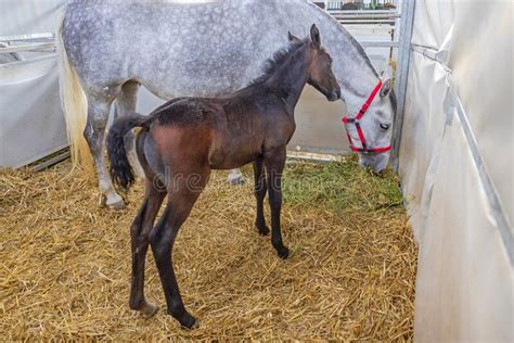 Newborn Foal Horse Stable Stock Photo Image Of Stable 253979514