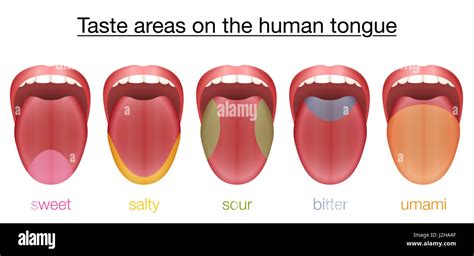 Taste areas of the human tongue - sweet, salty, sour, bitter and umami