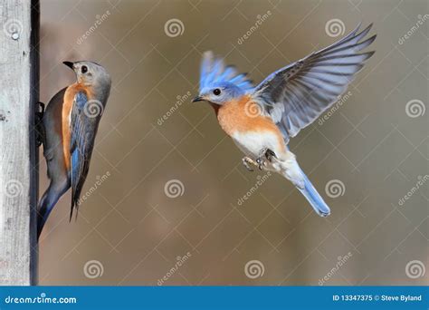 Pair Of Bluebirds Stock Image Image Of Animal Sialia 13347375