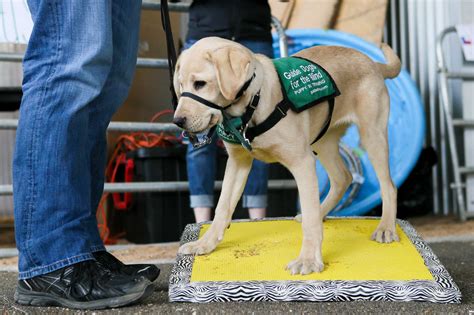 Guide Dog Trainers And Their Pups Come To San Antonio