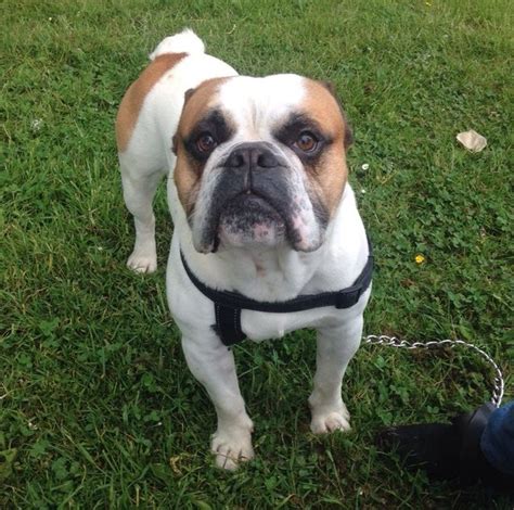 Rescue for special needs bulldogs! Fletch - 5 year old male English Bulldog dog for adoption
