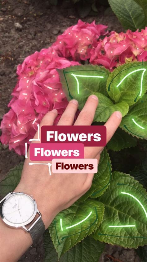 Flowers Creative Instagram Stories Insta Photo Ideas Instagram