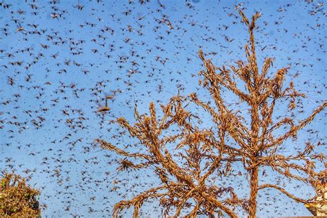 Whats Up With Those Locust Swarms