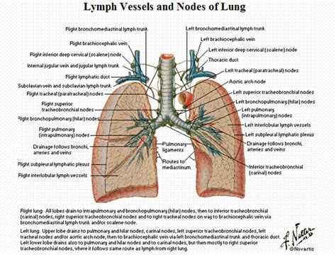 Mbbs Medicine Humanity First Lymph Vessels And Nodes Of Lung