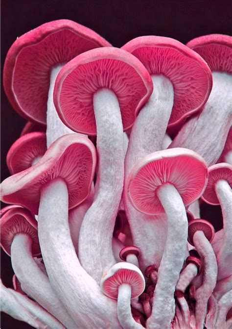 97 Best Mushrooms Images On Pinterest