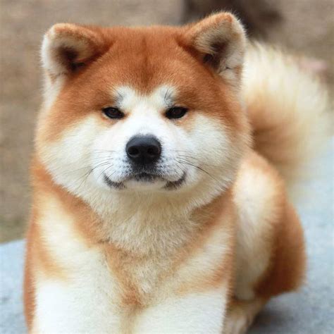 I will add more pictures of the puppies over time. Cute Akita Inu Puppies - Puppy Dog Gallery