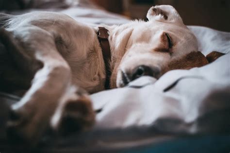 How Many Hours Do Dogs Sleep