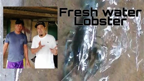 Pag Aalaga Ng Lobster🦞 Sa Tubig Tabang Fresh Water Lobster Lobster