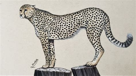 Cheetah Drawing Easy Face Cheetah Face Drawing Free Download On