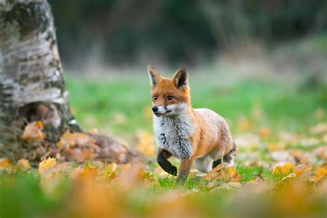Strolling Along Wild Red Fox I Saw A Few Weeks Ago In Hamp Flickr