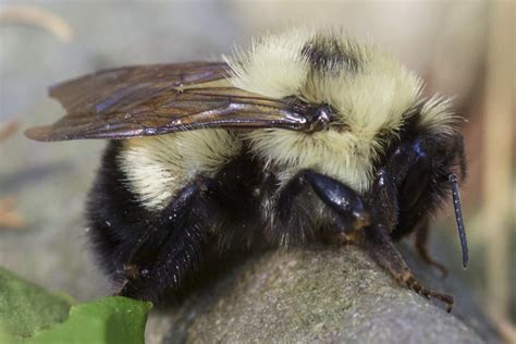 Half Black Bumble Bee From Northfield Minnesota United States On May