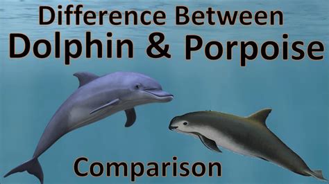 Difference Between Dolphins And Porpoise Dolphin Vs Porpoise