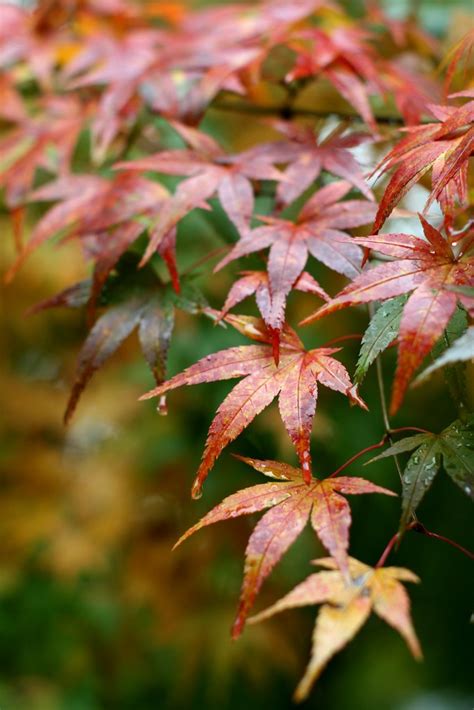 Japanese Maple Isaac Wedin Flickr