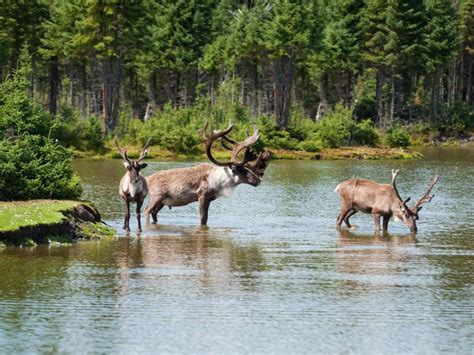 13 Summer Wilderness Tips From Canadian Park Rangers
