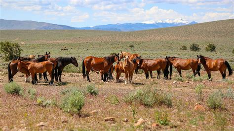 Where To See Wild Horses In Nevada
