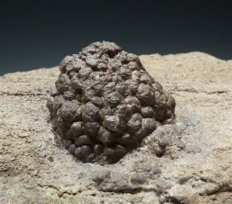 Prehistoric Bacteria Fossil Stromatolite Nostoc Ball Cyanobacteria