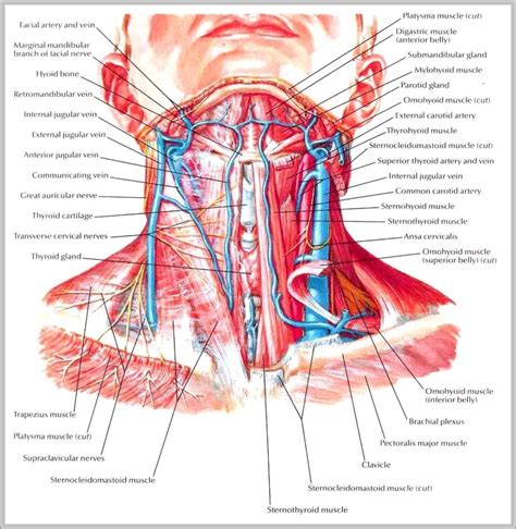 nerves of neck image anatomy system human body anatomy diagram and chart images