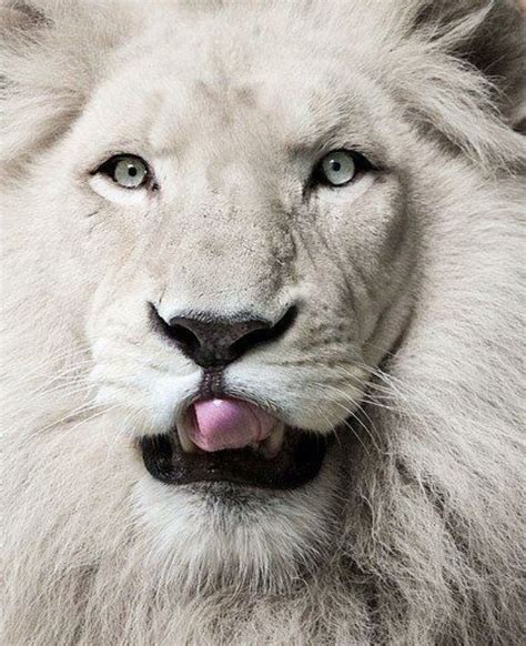 Albino Lionextraordinarily Beautifulannie M Animais