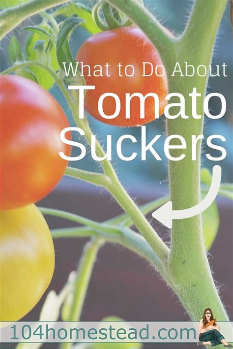 What To Do About Tomato Suckers Do You Have To Remove Them