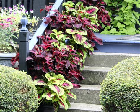Containerscaping Take Your Potted Plants To A New Level Garden