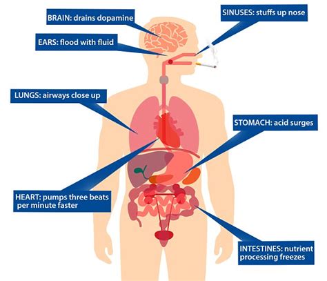 What Just One Cigarette Does To Your Body Daily Mail Online