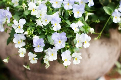 Pansies In A Row And In A Clay Pot Stock Image Image Of Spring Clay