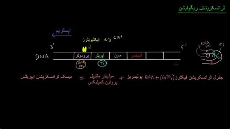 Regulation Of Transcription Biomolecules Mcat Khan Academy Urdu Youtube