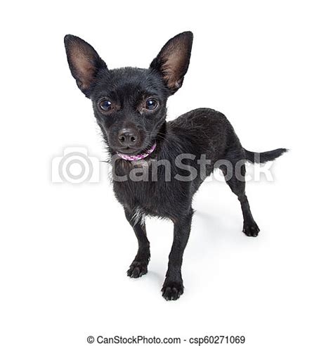 Black Chihuahua Dog Isolated Standing Cute Small Black Chihuahua Dog