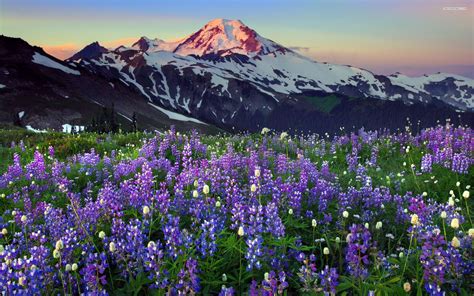 Beautiful Spring Flowers In The Mountains Wallpaper