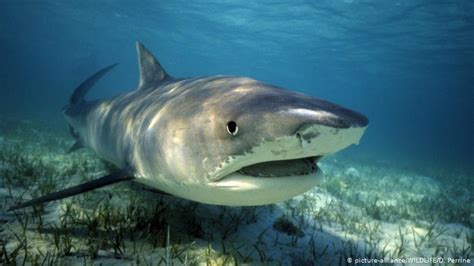 Australia Tiger Sharks Killed After Attack On Tourists