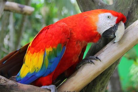 Hubo un problema en chile, pero dijimos que aquí hay una nueva realidad y que lo necesitamos, dijo sampaio. CARACTERÍSTICAS DE LA GUACAMAYA ROJA 】 Aprende todo sobre ...