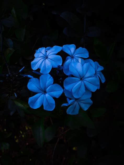 Blue Flower Pictures Beautiful Flowers Pictures Amazing Flowers
