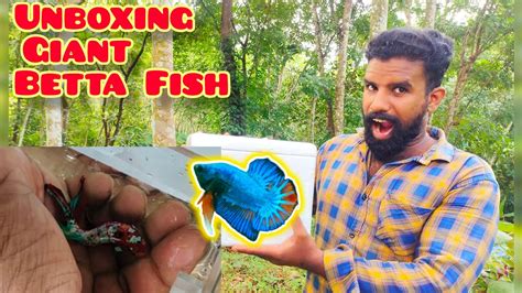 Bought Worlds Largest Betta Fish Unboxing Giant Betta Fish 🧡 ️💙💚 Youtube