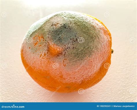 Rotten Orange Stock Image Image Of Spoiled Fungus 190295241