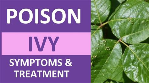 Poison Ivy Treatment Symptoms Pictures Overview Tips For Poison