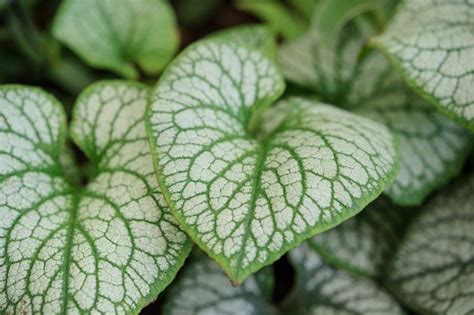 10 Plants With Silver Or Grey Foliage Bbc Gardeners World Magazine