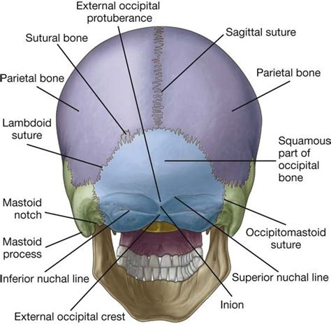 Image Result For Sutures Of The Occipital Bone Vagus Nerve Palatine