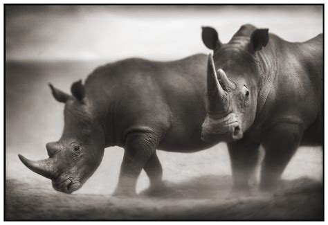 Mesmerizing Black And White African Wildlife Photography By