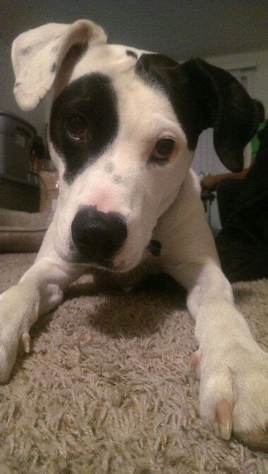 Too Cute Pitbull Dalmatian Mix Dalmatian Mix Pitbulls Puppy Time