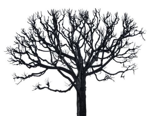 Winter Isolated Large Bare Dark Grey Tree Stock Image Image Of Black