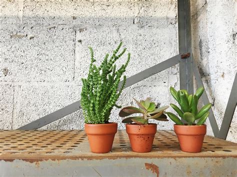 Succulent Care Guide Keeping Your Tiny Succulent Cute In