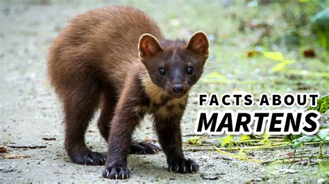 Marten Facts Cute But Deadly Animal Fact Files Youtube