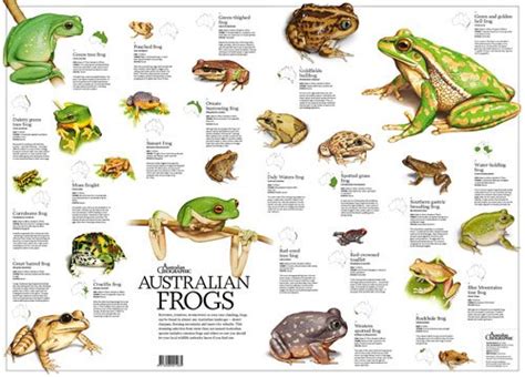 Australian Frogs Poster Folded Australian Geographic