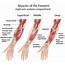 Forearm  Anatomy Of The Upper Limb Learn Surgery Online