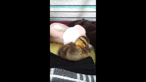 Baby Duck Falling A Sleep Youtube