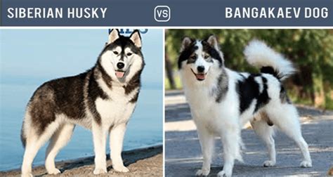 11 Dogs That Look Like Huskies Hubpages