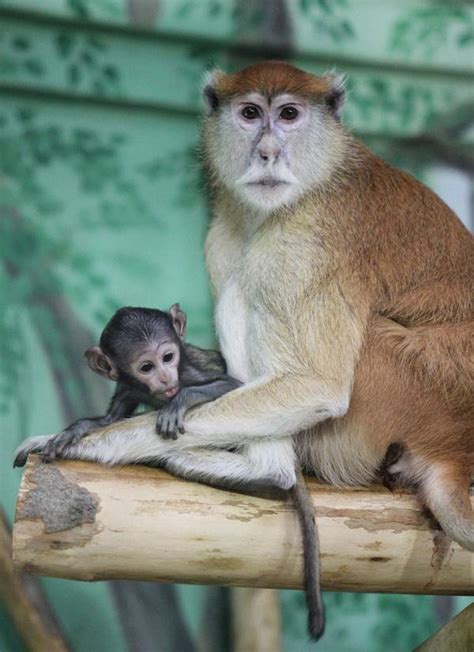 Vote For A Name For Rosamond Ford Zoos New Baby Patas Monkey